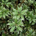 little heath andromeda