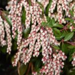 Dorothy Wycoff andromeda