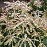 brouwer's beauty andromeda