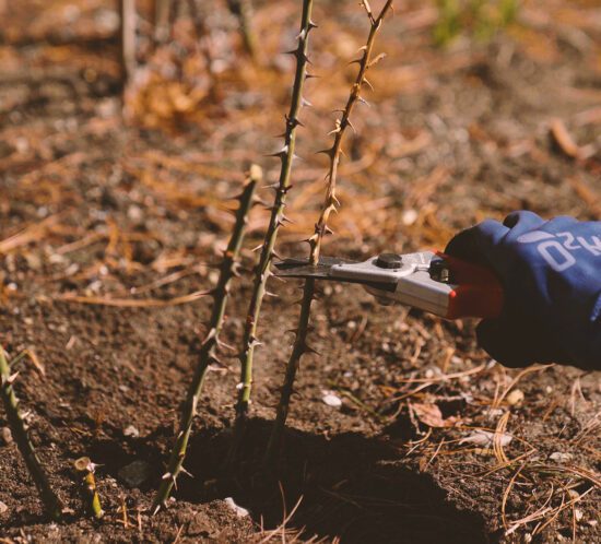 Image of roses being pruned in the fall