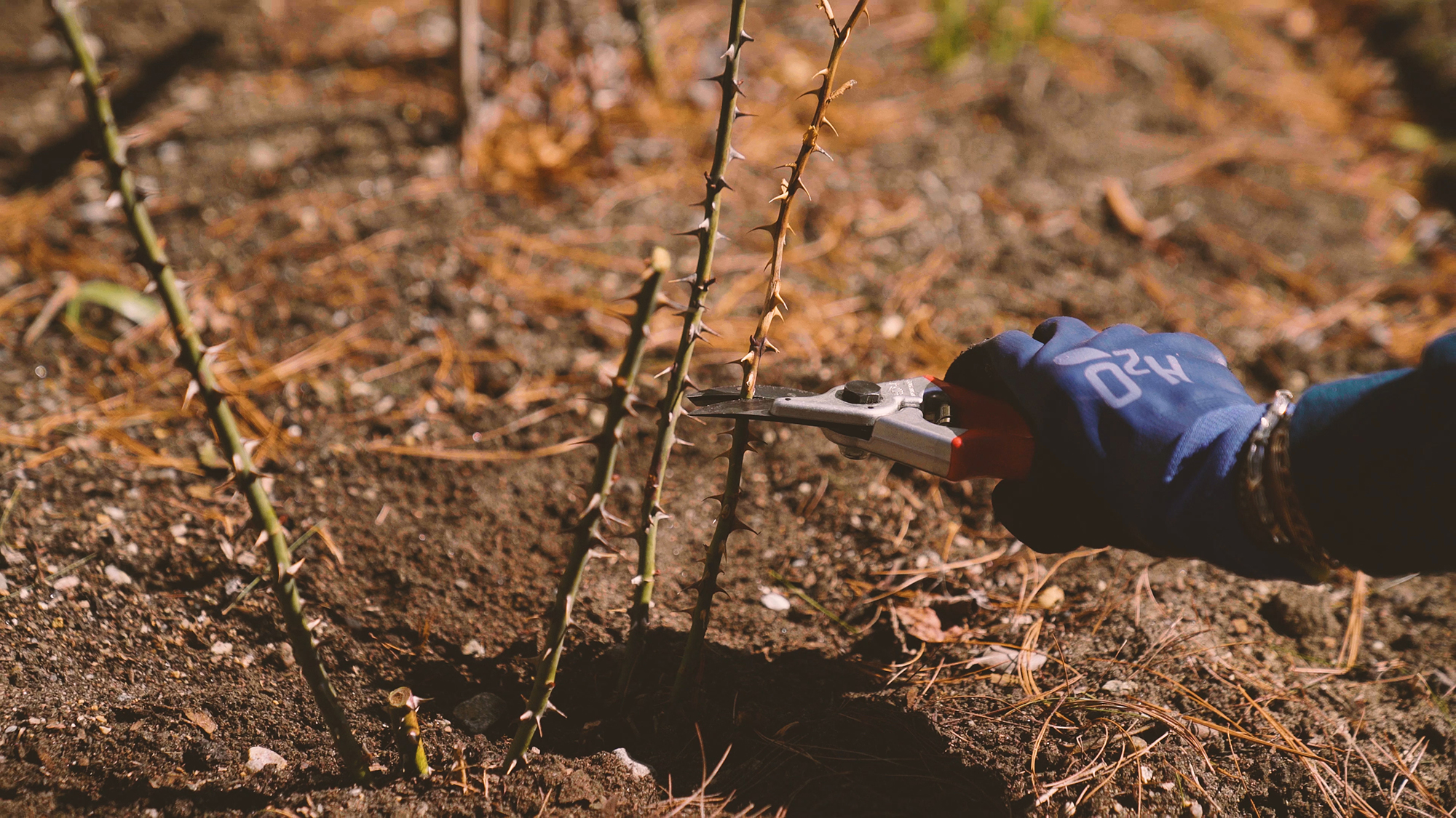 Image of roses being pruned in the fall 