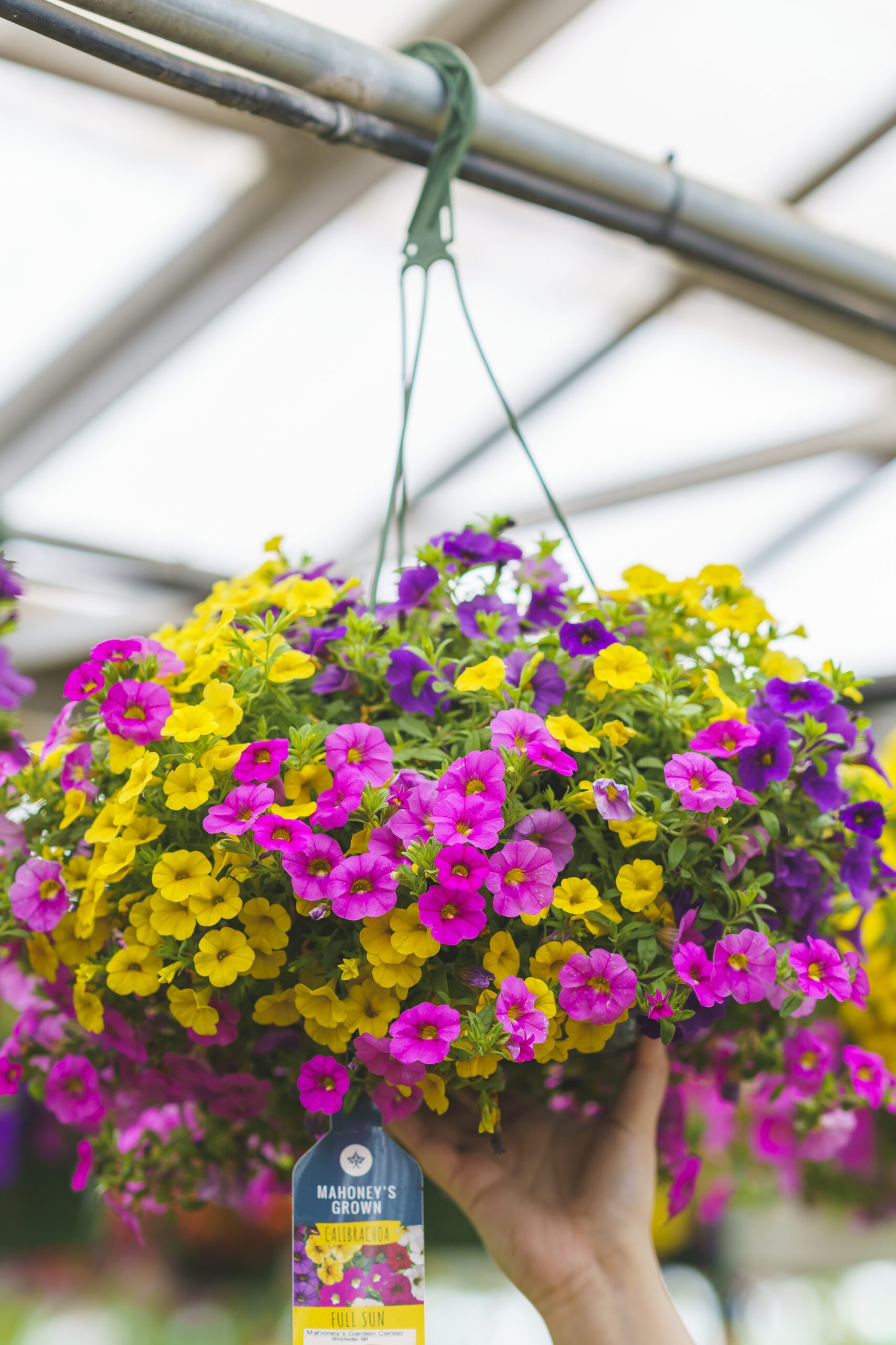 Video Creative Ways to Use Hanging Baskets Mahoney's Garden Center
