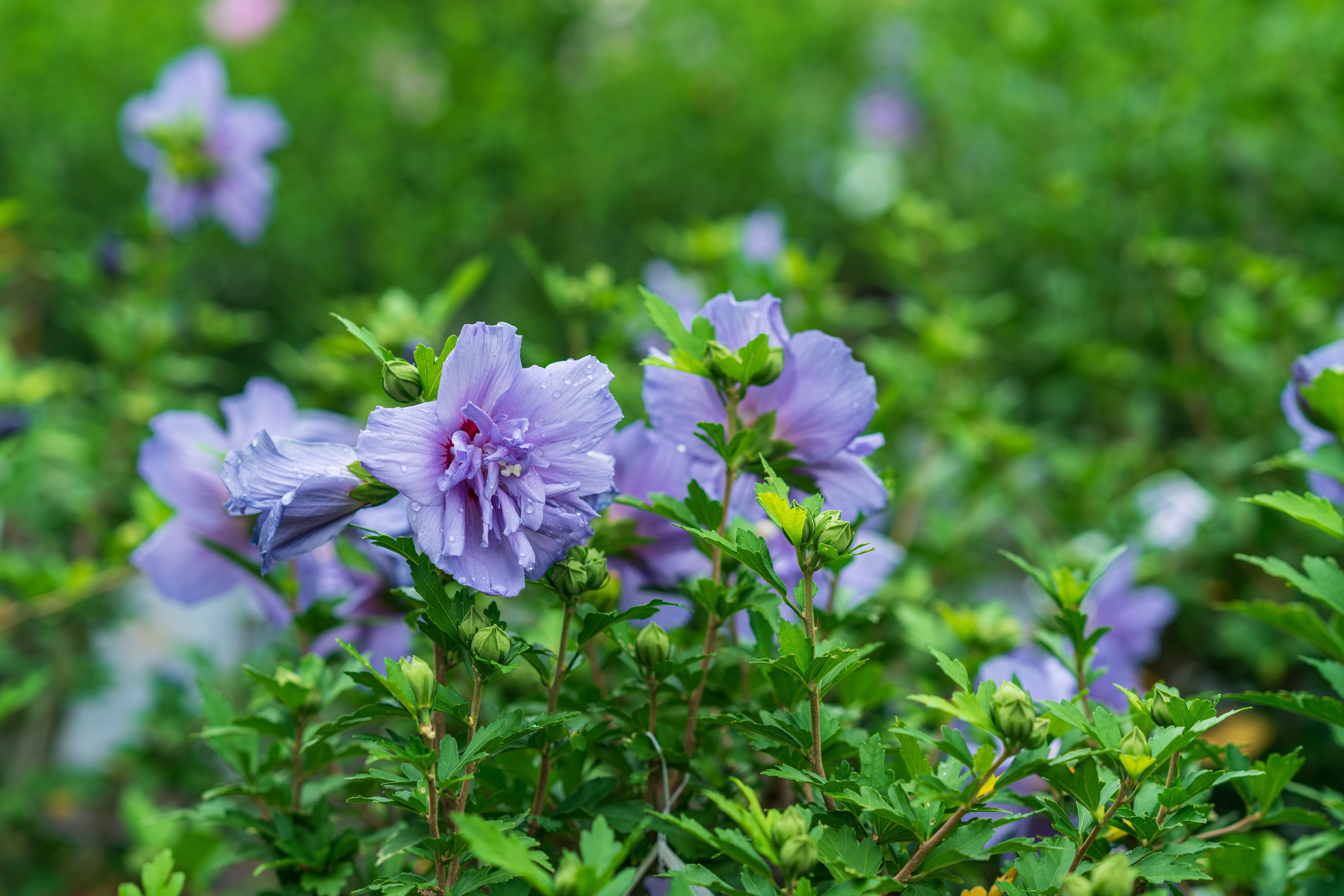 Hibiscus varieties rose of sharon