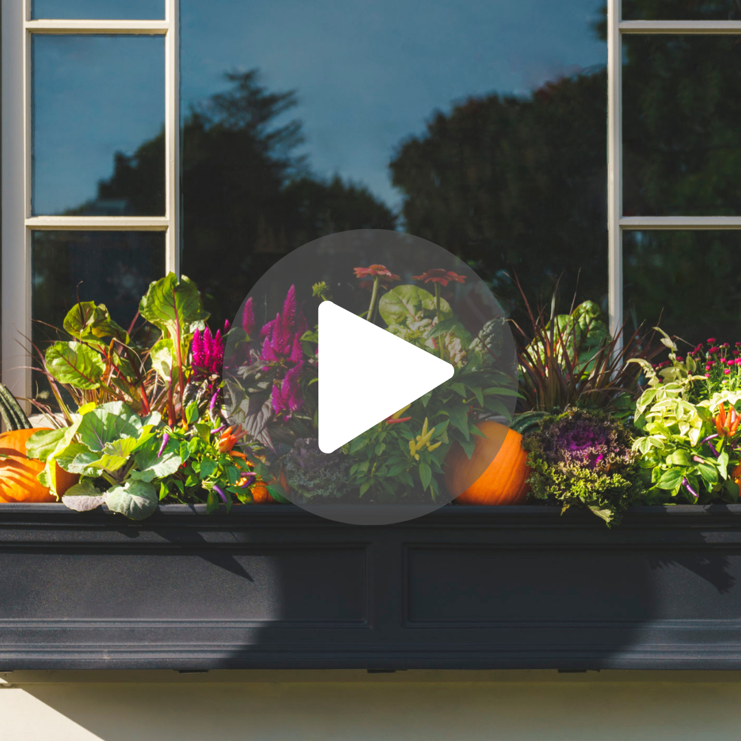 Fall Window Box Guide: How to Build a Beautiful Autumn Look - Mahoney's ...