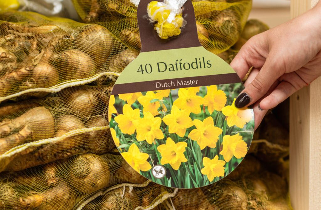 daffodil bulb