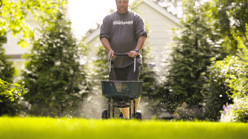 seeding a lawn