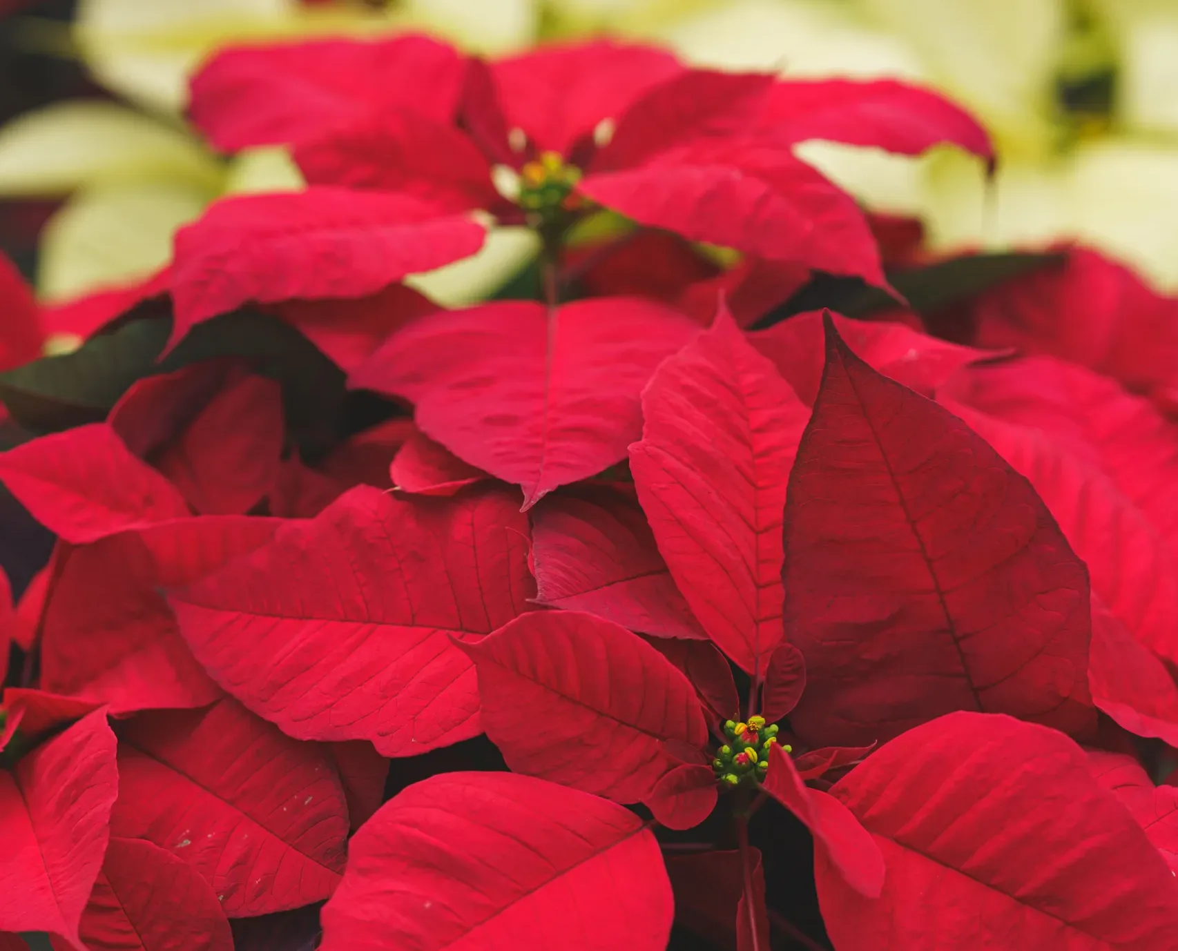 Unwrapping the Magic The Fascinating Story of Poinsettias and Tips for