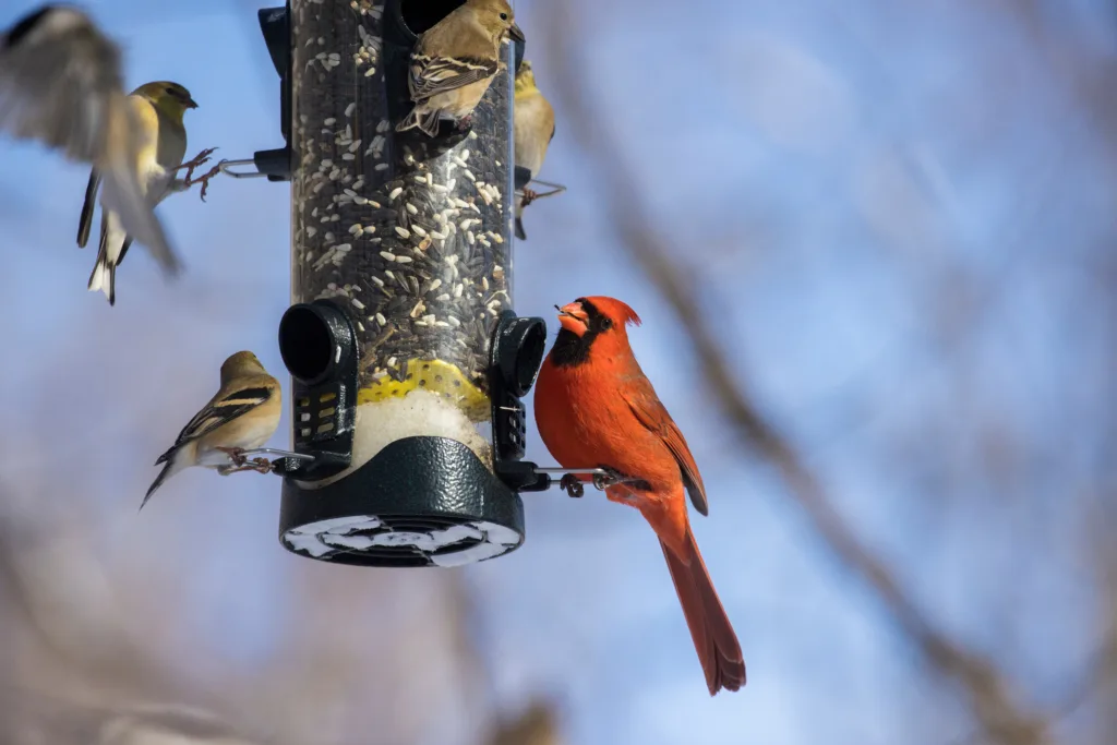 A colorful cardinal snacking in New England