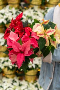 christmas plants poinsettia