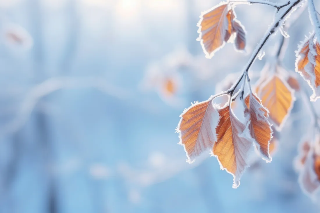 Frost covered branch image
