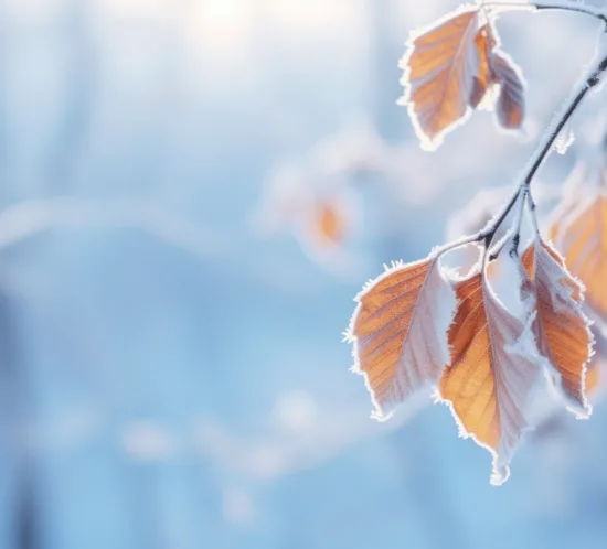 Frost covered branch image