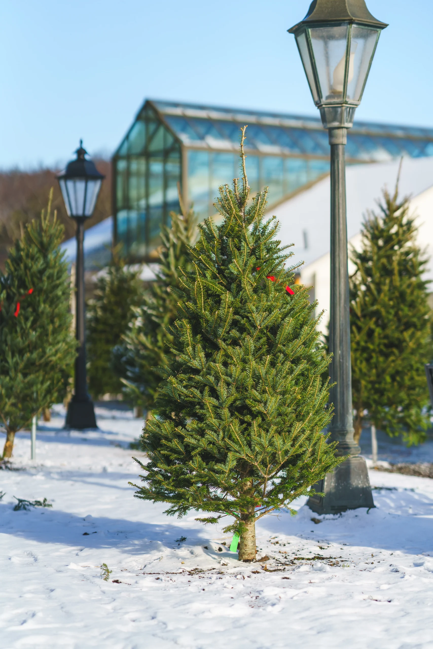 christmas tree in snow