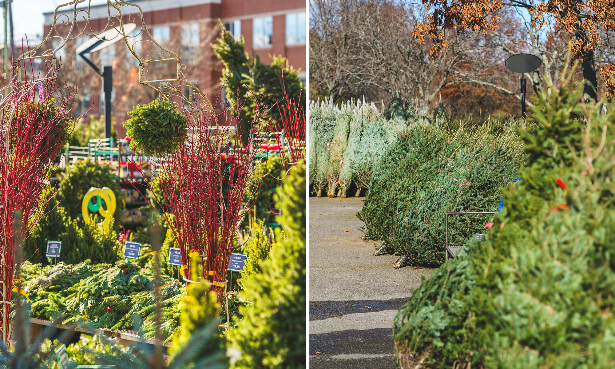 brighton nursery