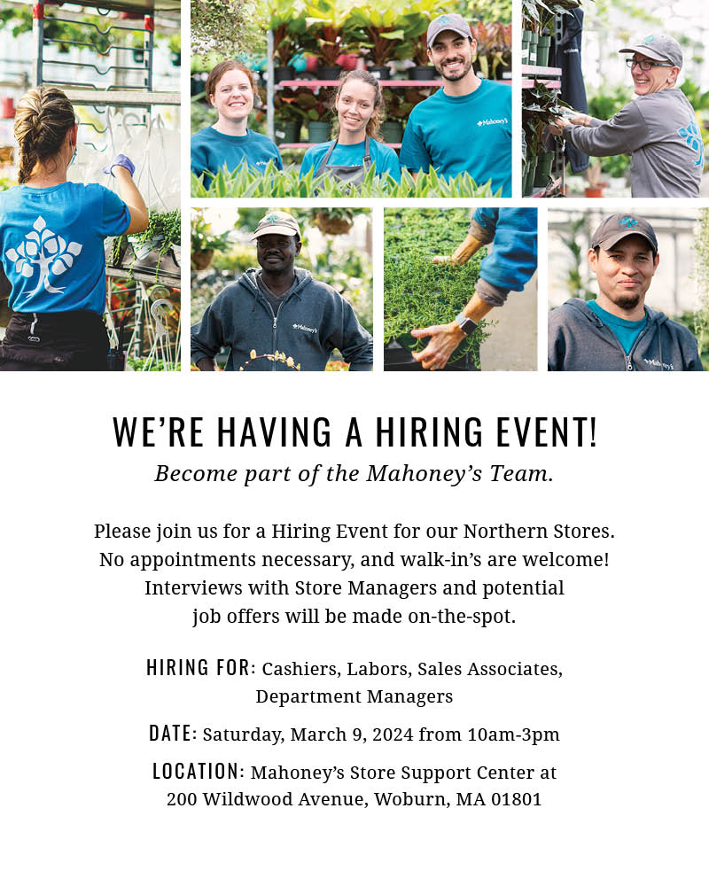 MAHONEY'S HIRING EVENT-Northern Stores - Boston, MA - Mahoney's Garden ...