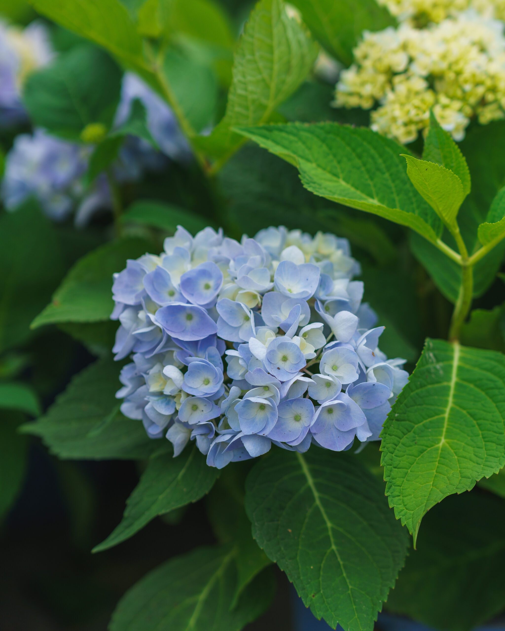 Select Hydrangea Special $39.50 - Blog- Mahoney's Garden Center