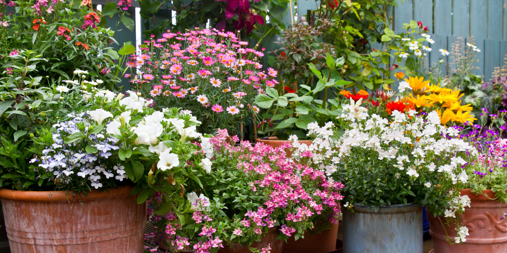 Mahoney's Garden Center-New England-Massachussets-Container Gardening in Brighton-overflowing flower pots
