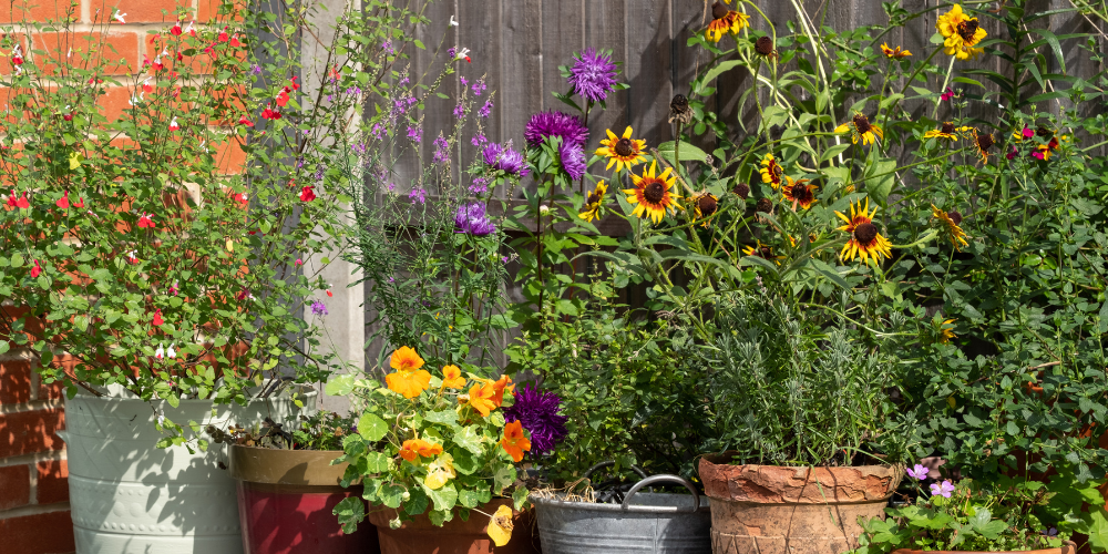 Mahoney's Garden Center-New England-Massachussets-Container Gardening in Brighton-yellow flowers in vintage pots