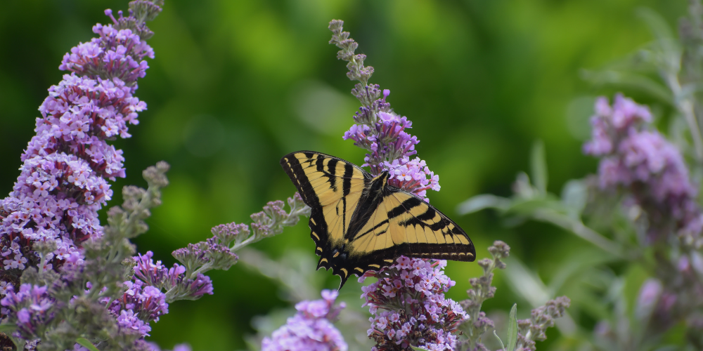 Mahoney's Garden Center-New England-Massachussets-Salt-Tolerant Plants-butterfly on butterfly bush