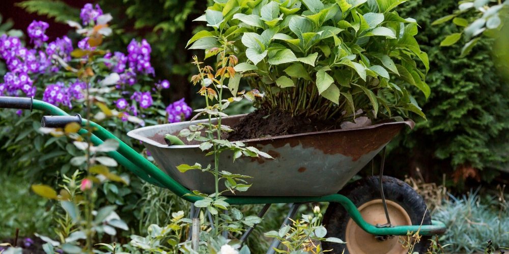 Mahoney's Garden Center-New England-Massachussets-Hydrangeas for Falmouth-hydrangea care tips. PNG 