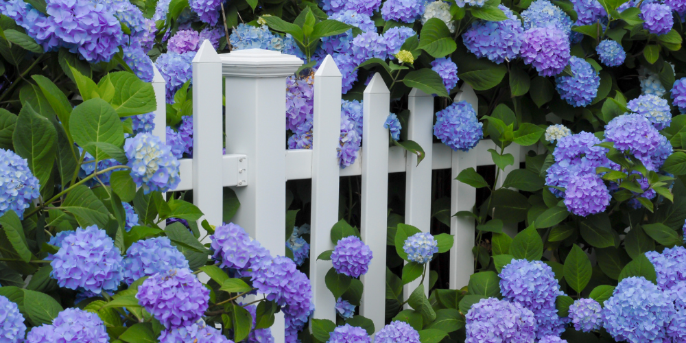 Mahoney's Garden Center-New England-Massachussets-Hydrangeas for Falmouth-purple hydrangeas spilling over white garden fence