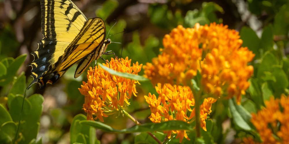 Mahoney's Garden Center-New England-Massachussets-Trees and Shrubs for Landscaping-butterfly sitting on butterfly weed