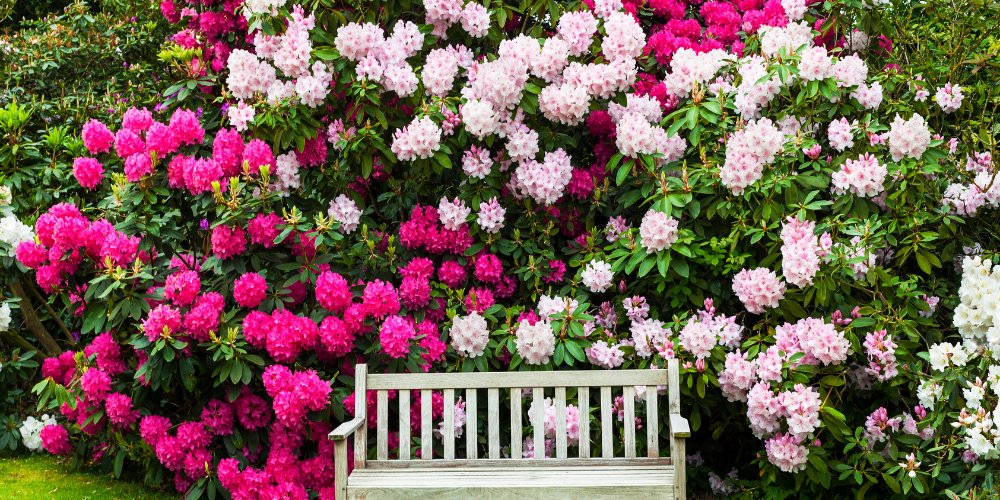 Mahoney's Garden Center-New England-Massachussets-Trees and Shrubs for Landscapingpink flowering rhododendron bushes surrounding white bench PNG 