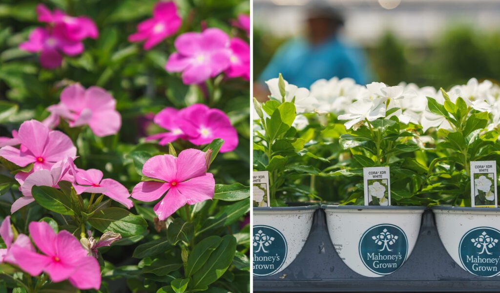 blooming annuals and tropicals
