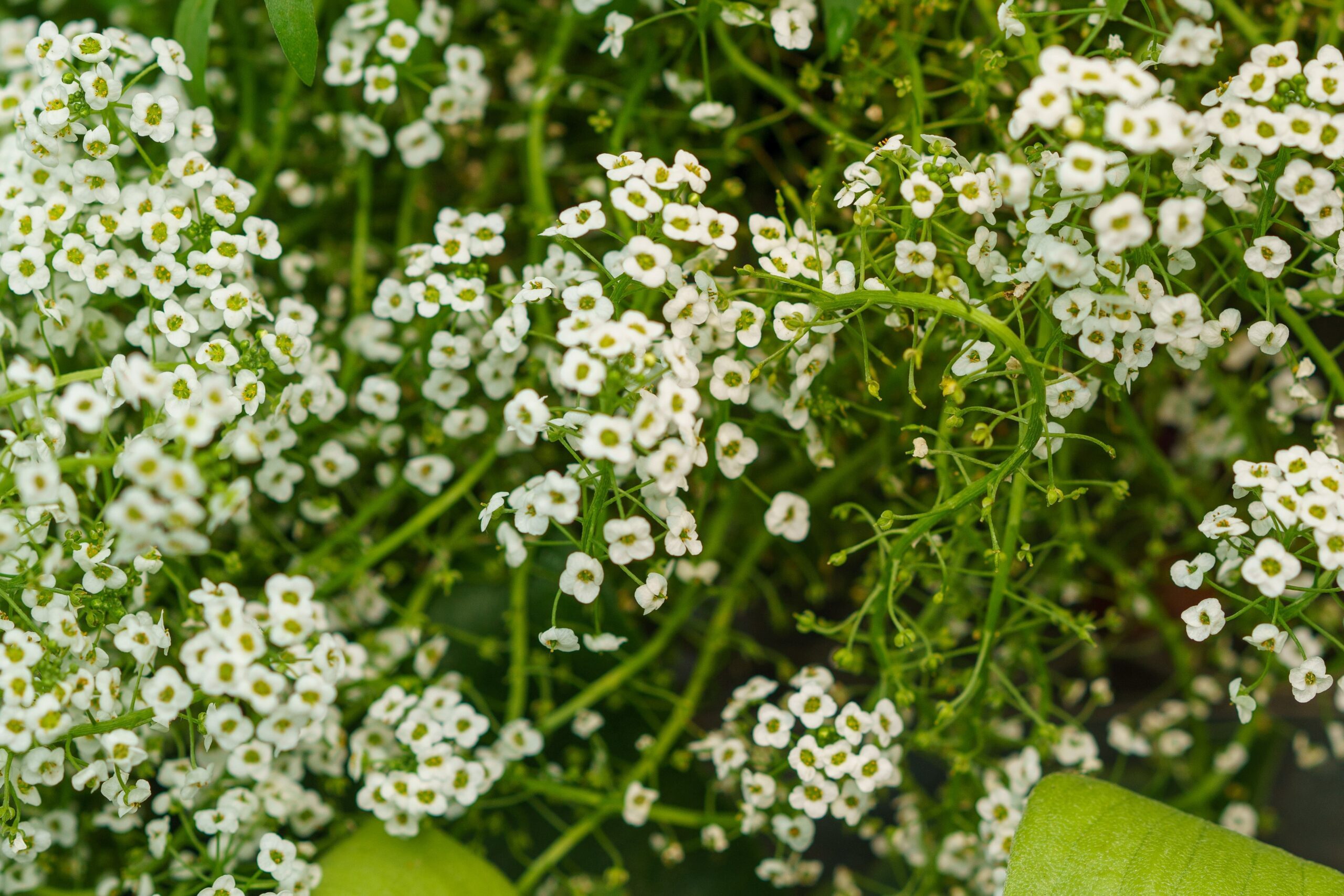 Alyssum Banker Plant in Winchester