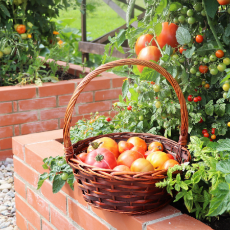 Mahoney's Garden Center-New England-Massachussets-Native Trees and Shrubs for City Gardening-raised beds made from bricks with tomatoes