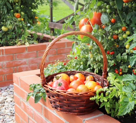 Mahoney's Garden Center-New England-Massachussets-Native Trees and Shrubs for City Gardening-raised beds made from bricks with tomatoes