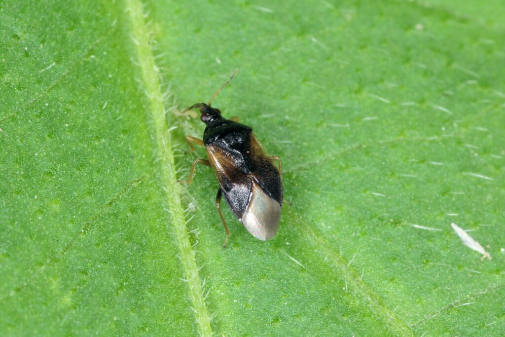 Photo of orius, a beneficial insect