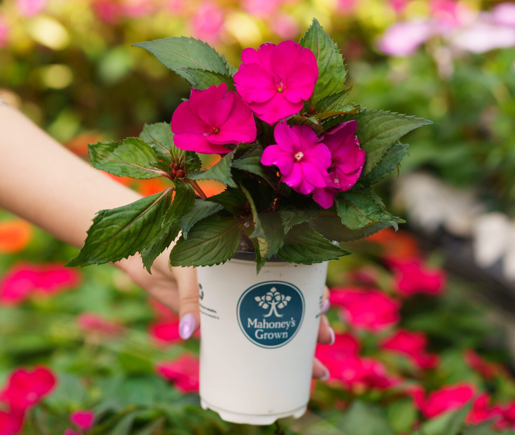 Mahoney's Grown magenta pink SunPatiens