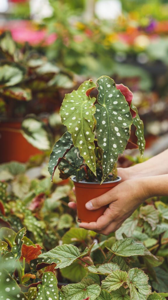 Image of a begonia being held