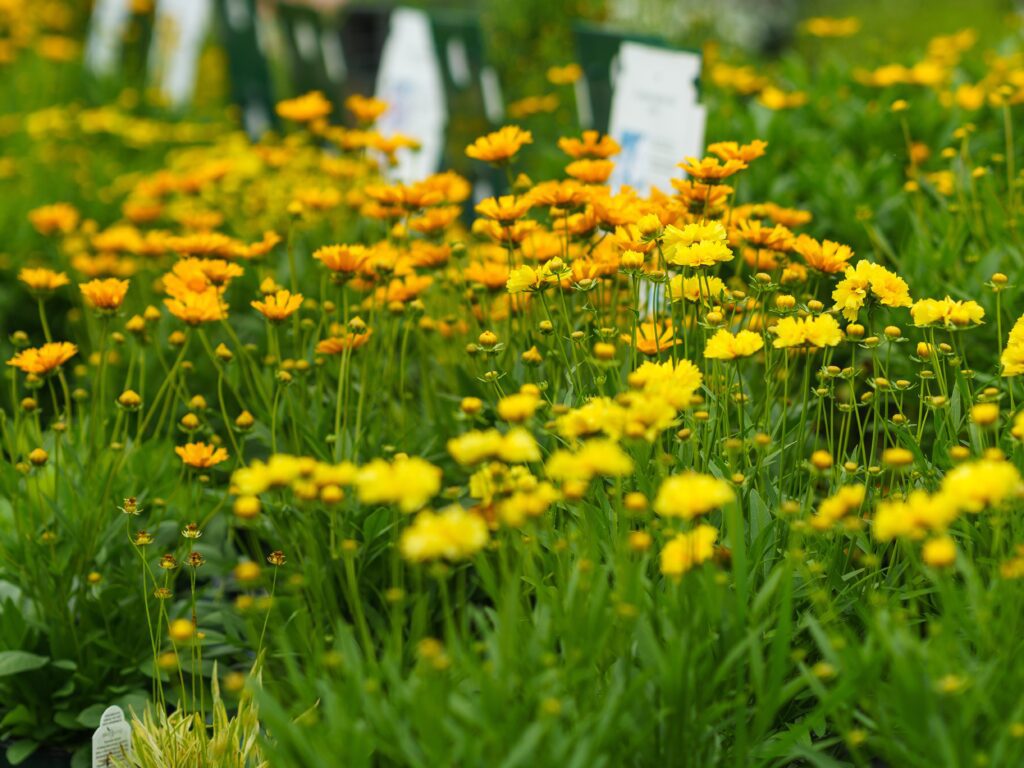 coreopsis tickseed heat loving perennial