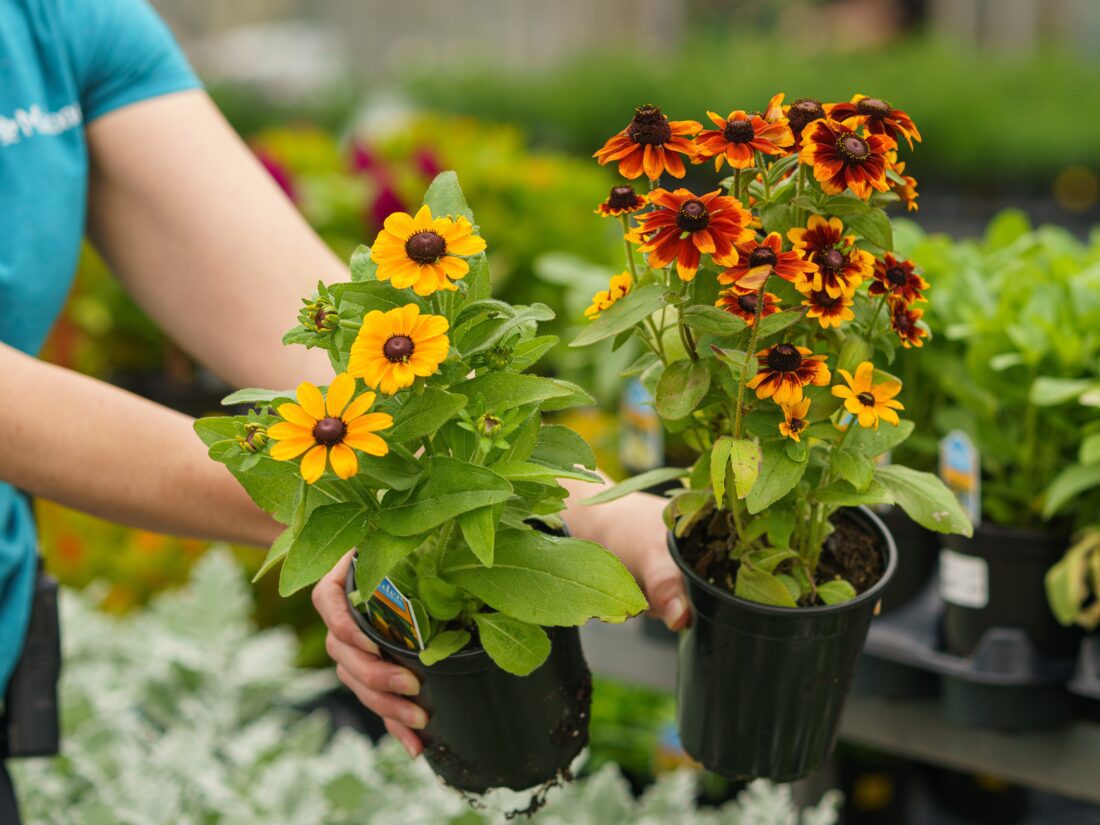 rudbeckia black eyed susan heat loving perennial