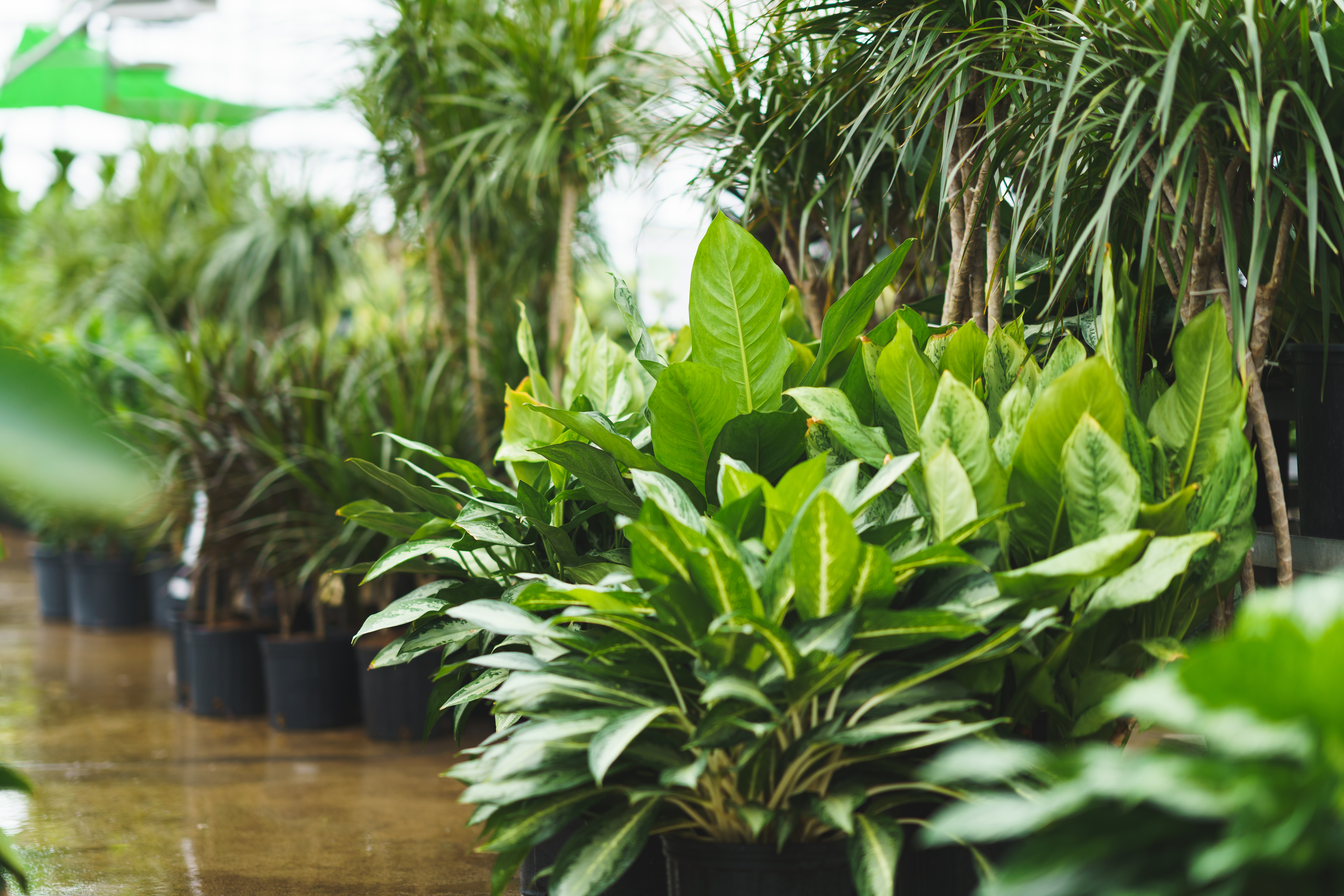 Image of houseplants at Mahoney's Garden Centers