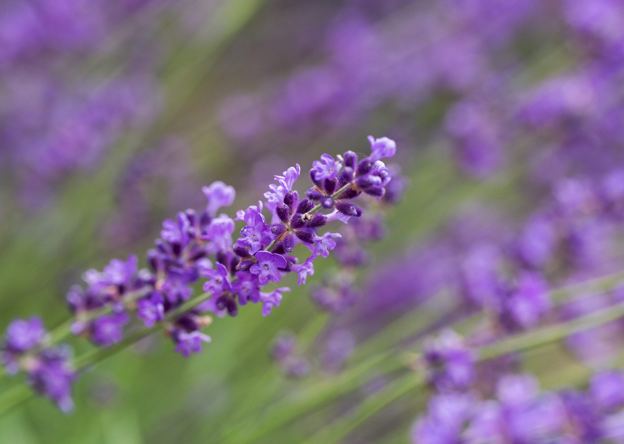 lavender