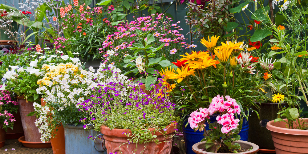 Mahoney's Garden Center-New England-Container Gardening-group of container plants