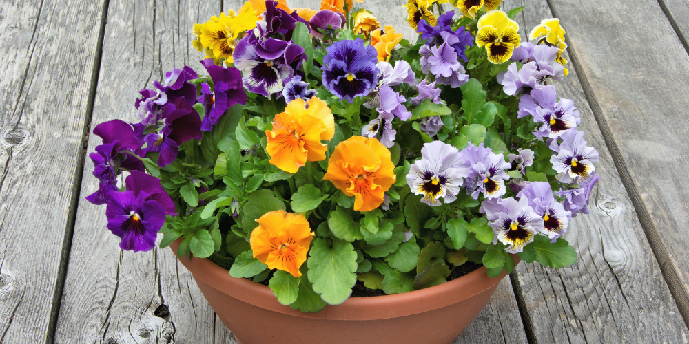 Mahoney's Garden Center-New England-Container Gardening-pansies in fall container