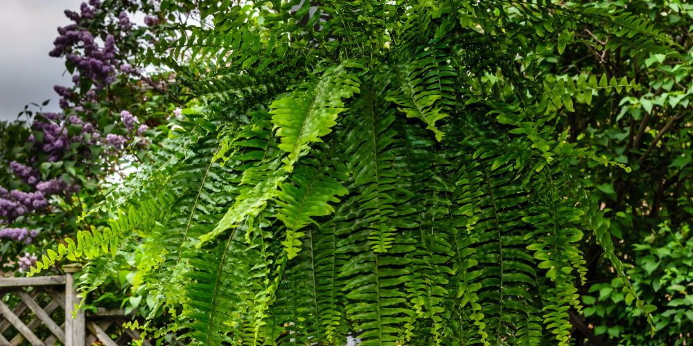 Mahoney's Garden Center-New England-New fall trees and Shrubs-Boston fern in hanging basket