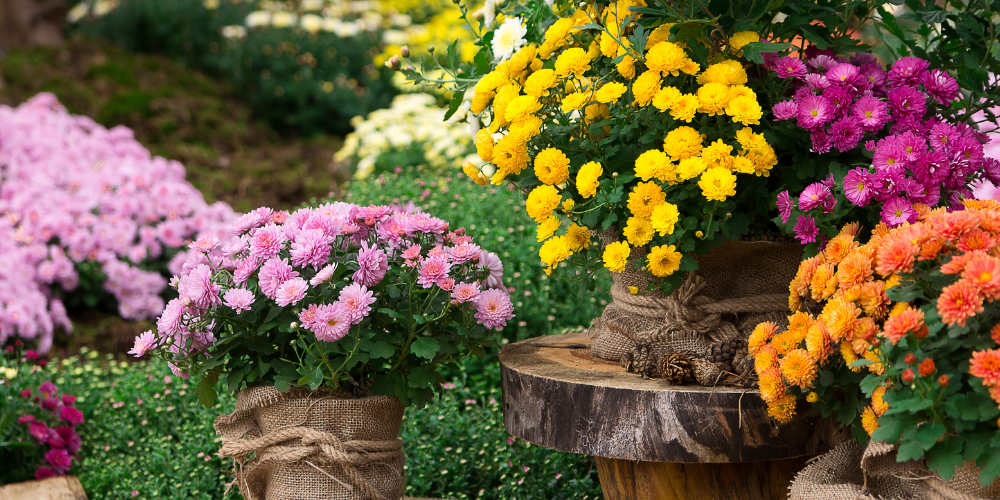 Mahoney's Garden Center-New England-Massachussets-Fall Mums Osterville-fall mums in bouquet arrangements