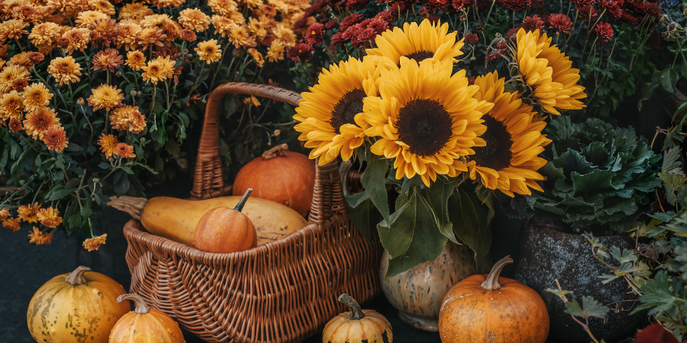 Mahoney's Garden Center-New England-Massachussets-Fall Mums Osterville-fall mums with basket of gourds