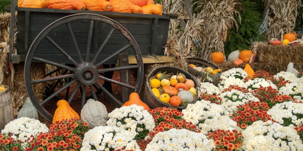 Mahoney's Garden Center-New England-Massachussets-Fall Mums Osterville-mums on display with pumpkins and wagon