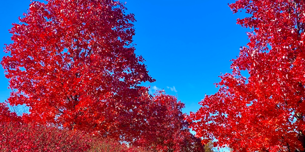 Mahoney's Garden Center-New England-New fall trees and Shrubs-dogwood tree in fall-red leaves