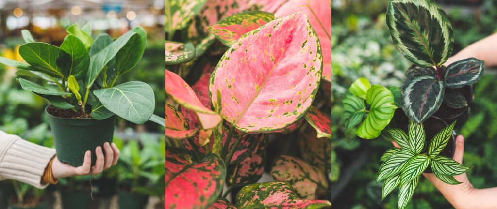 Collection of foliage houseplants