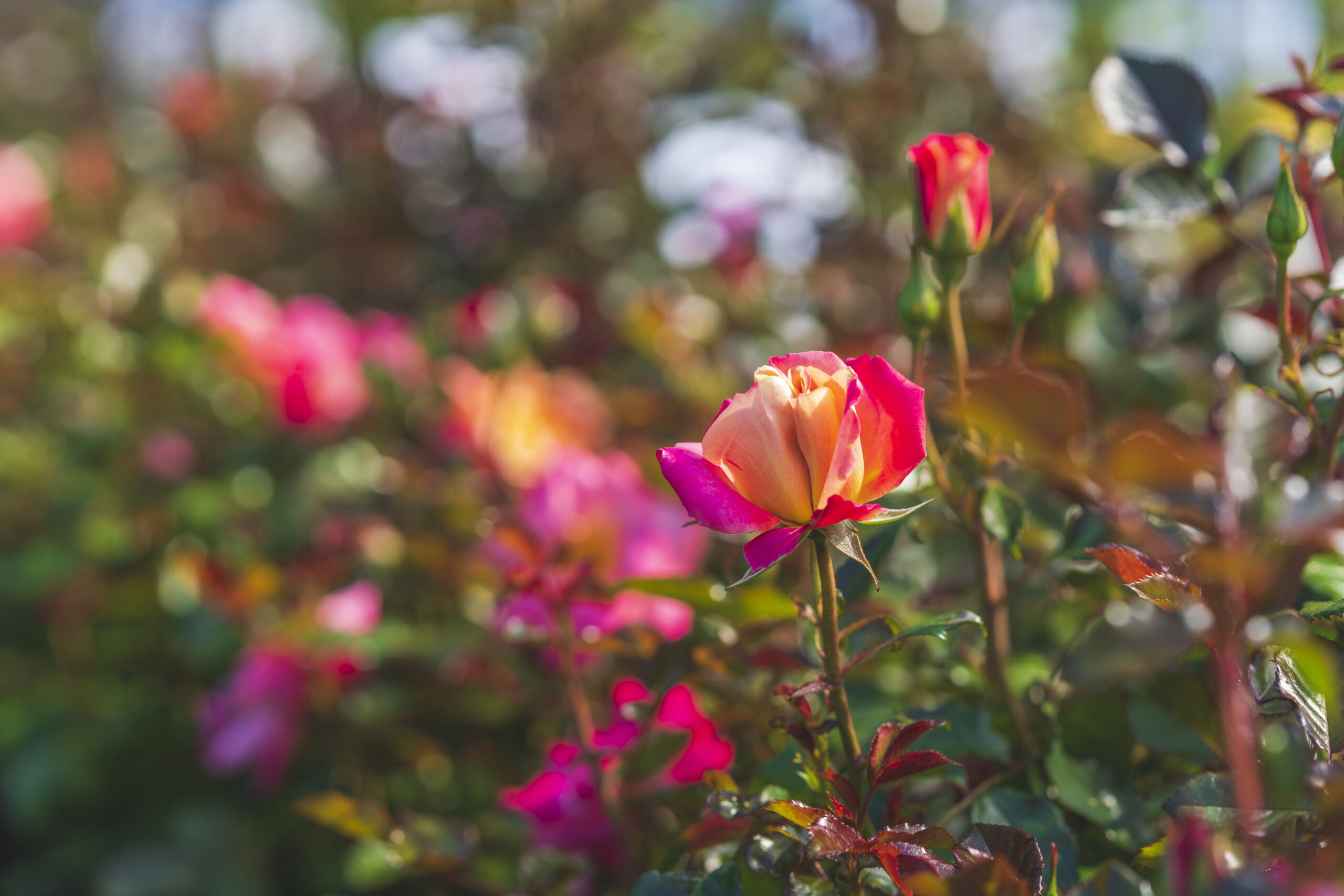 Beautiful roses blooming in summer garden