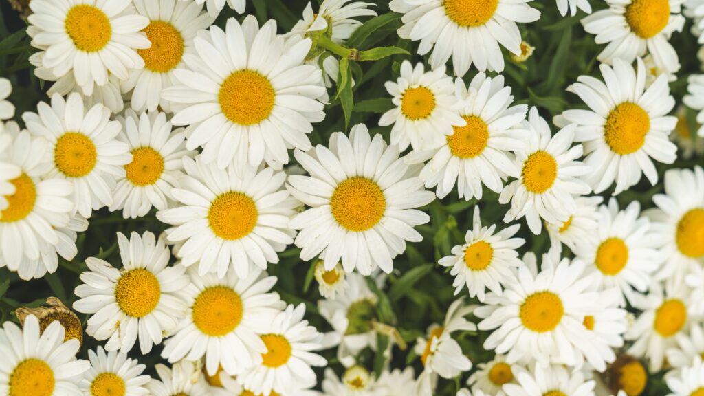 Montauk nippon daisies in new england garden center