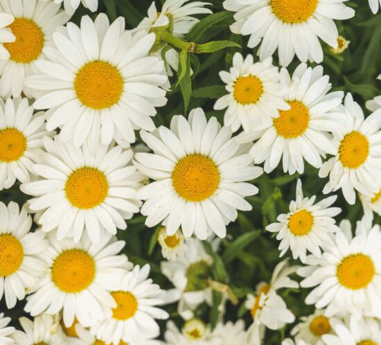 Montauk nippon daisies in new england garden center