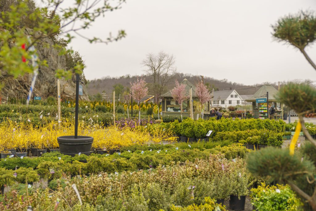 large selection of trees and shrubs in New England garden center 