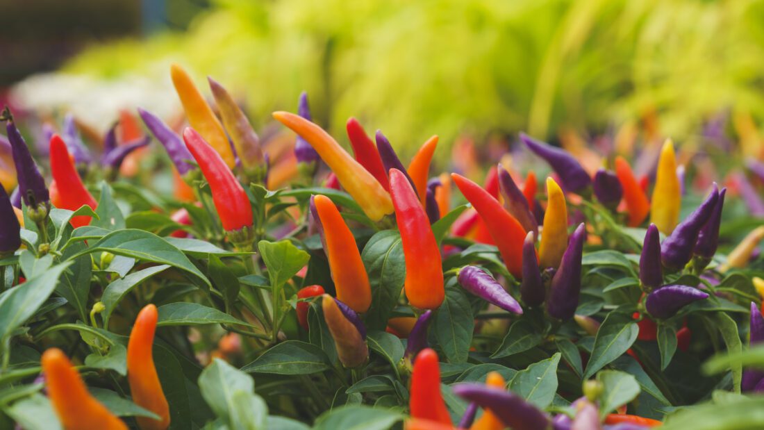 fall ornamental peppers in massachusetts